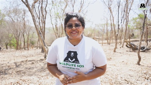 4.7K views · 232 reactions | Out and about in the field!  Celebrate Easter with Wildlife SOS, as our in-office team makes fun easter enrichments for our resident animals! Watch the full video to see how our resident animals cherish the freshly cut bunny shaped enrichments by our staff that usually works behind the scenes! Wishing you all a very happy Easter from the entire Wildlife SOS team and animals! | Wildlife SOS | Facebook