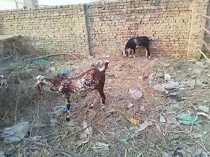 Goat Farming | Goat Land Farms | Facebook