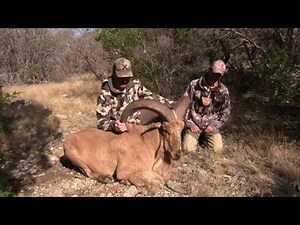 Largest Aoudad Taken on Camera!