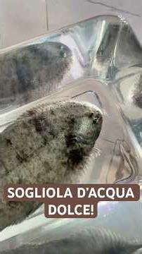 Cynoglossum microlepis! 🐠 #cynoglossum #sogliola #aquarium