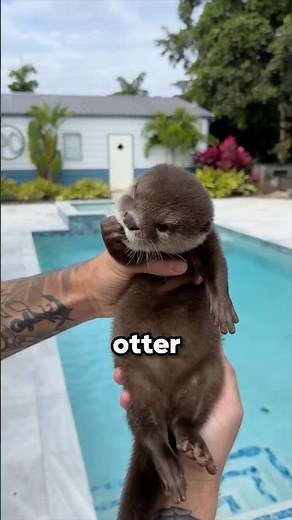 Baby Otter Learns Swimming
