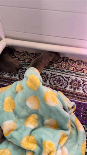 Puppy Counts: Discover the Lucky Number 7