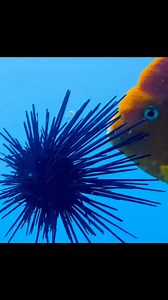 101K views · 1.3K reactions | Garibaldi fish are known for their vibrant orange or red-orange coloration, which makes them stand out in the underwater environment. They are relatively small, reaching lengths of up to 12 inches (30 cm), and are often found in rocky reefs and kelp forests along the California coast. These fish are territorial and can be quite aggressive when defending their nesting sites. | JocHel ALumno | Facebook