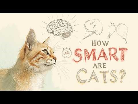 Cat Intelligence Signs - Cat Behavior Insights - How to Deepen Your Emotional Bond