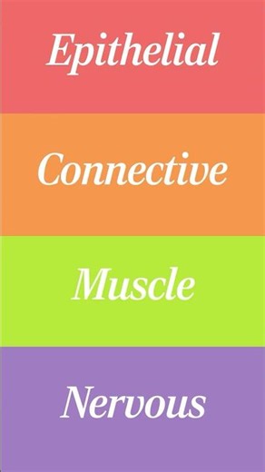 The 4 types of tissues