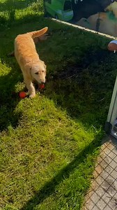 Introducing Piper, Hannah and Jojo✨ An F2 Medium Groodle, born June 15, 2025 🌸 Female | Microchip: 956000018879626 956000017247658 956000017238666 Source No.: BR100575 They are pure sunshine wrapped in the softest curls ☀💛 #Groodle #AustralianGroodles #MediumGroodle #F2Groodle #Piper #PuppyAesthetic #PuppyCuddles #DogsofAustralia #EthicallyBred #BR100575 | Damian Maddaluno