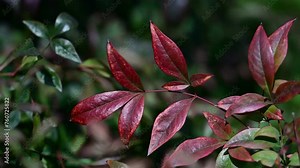 Red Leaf Nature. Nandina domestica commonly known as nandina, heavenly bamboo or sacred bamboo, is a species of flowering plant in the family Berberidaceae, Nandina domestica Fire Power. Stock Video