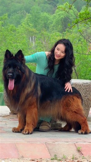 Beautiful German Shepherd and A Girl