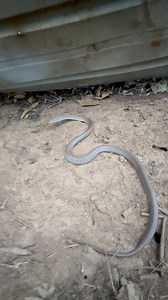 77K views · 446 reactions | Very nice little Eastern Brown Snake. #easternbrownsnake #pseudonajatextilis #herping #snakes #venom #reptiles | Jesse’s Wildlife | Facebook