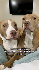 871K views · 10K reactions | The many differences between my male and female pitties ❤️ #pitbulls #cute #dogs #doglover #dogslife #pitties #dogsoffacebook #petsofinstagram | Knight & Aston | Facebook