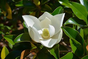 Magnolia Flowers: Meaning, Symbolism, and Proper Occasions