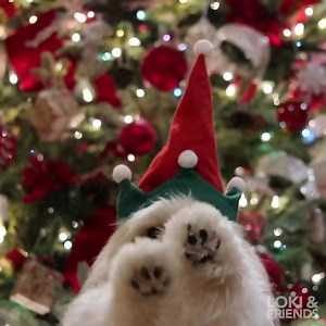 261K views · 13K reactions | Merry Christmas and Happy Holidays, friends! We hope you all have a wonderful time ♥️ - Tim, Viv, Bear & Momo | Loki & Friends | Facebook