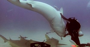 The diver put the shark to sleep by hypnotizing it (Video)