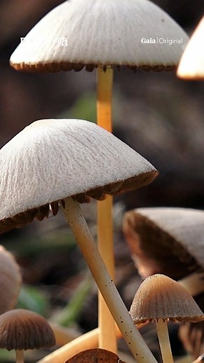 14K views · 216 reactions | ✨✨ #plantmedicine #sacredplantmedicine #alternativemedicine #defaultmodenetwork #seratonin #consciousness | Gaia | Facebook