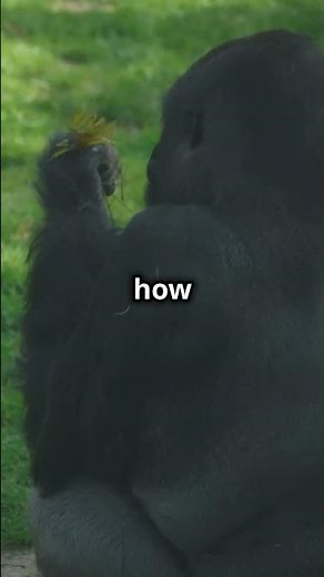 Gigantopithecus vs Today's Apes Who Win ?