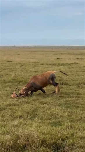 Male topi antelope behavior in the Serengeti shows strong dominance and mating competition. Some males attack calves to gain mating access to the mothers. This rare animal behavior reflects survival pressure inside Serengeti National Park. Moments like this define an authentic Serengeti wildlife safari in Tanzania. Experience real African wildlife behavior on a 4 day Serengeti safari. Enjoy a fly in Serengeti safari designed for raw wildlife encounters and big game viewing. This short Serengeti 