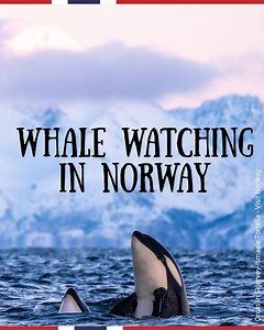 1.3K views · 340 reactions | The ultimate experience to gift someone this year?  *Please note that this footage was captured in compliance with local wildlife conservation principles. | Visit Norway | Facebook