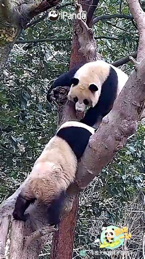 36K views · 1.2K reactions | Look! That panda bear is furious, standing in the tree, trying to give the other panda many slaps. (Chun Yu & Ji Fu) #panda #HiPanda #PandaMoment #CCRCGP #PandaLife For more panda information, please check out: https://en.ipanda.com | iPanda | Facebook