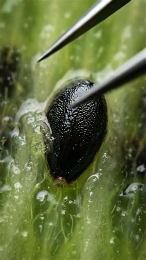 Ultra Satisfying KIWI 🥝 Seed Extraction Tactile ASMR #relaxing #fruit #ai #reels #food #satisfying