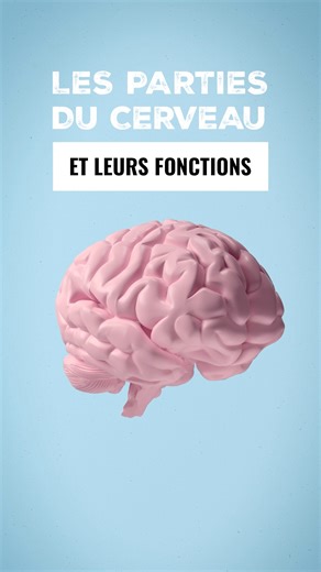 🧠👉🏻 Le #cerveau est le centre de contrôle du #corps humain. Ses différentes parties travaillent ensemble afin d'assurer le bon fonctionnement du corps. L'anatomie du cerveau est unique et permet une communication constante entre les différentes parties du corps en plus de permettre au corps de réagir à son environnement. Voici les différentes parties du cerveau humain et leurs fonctions. Le cerveau reçoit de l'information sensorielle du corps et, à partir de ces informations, prend des décisi