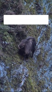 621K views · 13K reactions | PLEASE NOTE - This is a Himalayan bull...