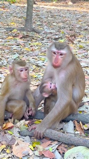 Mother monkey guides her baby through the forest 🥰 #MonkeyFamily #Wildlife