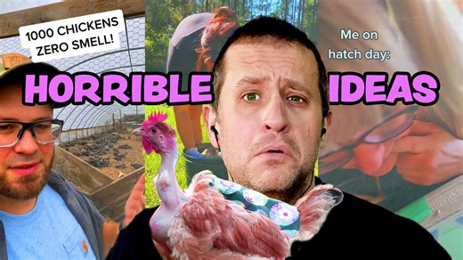 The internet’s worst chicken advice revealed