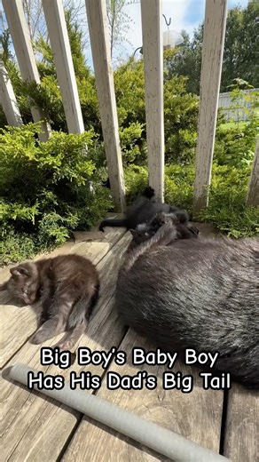 Big Boy’s Baby Boy Has His Dad’s Big Tail! #kittens #kittenlove #kitty #catfamily