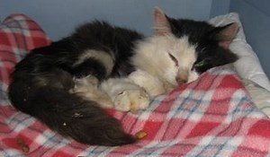 70 reactions · 22 shares | A CCC Holiday Tradition Each year, the...