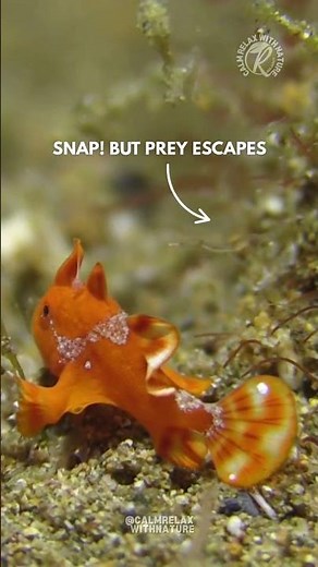 Tiny Frogfish Exploring the Reef🐡🪸