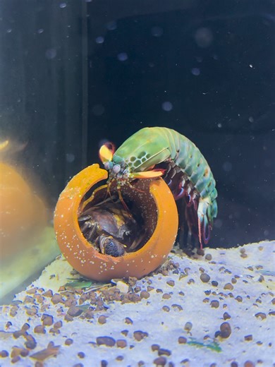 Mantis Shrimp vs Crab | The Fastest Punch in the Ocean ⚡️ Watch this mantis shrimp deliver a lightning-fast punch that few ocean creatures can survive. Nature is wild. #mantisshrimp #crab #oceanpredator #sealife #shorts #viral #usviewers