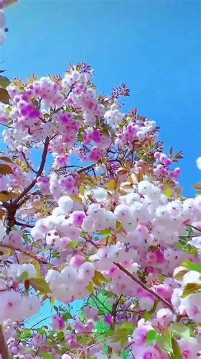 Kwanzan cherry flowers💮💮 #kwanzan #cherry #flowers #hibiscus #nature #plants #beautiful #trending