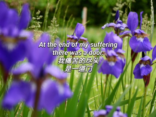 英文诗歌—野鸢尾—The Wild Iris