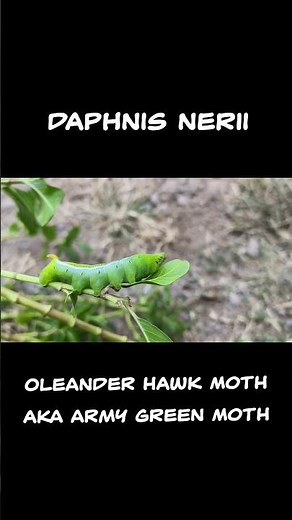 Caterpillar -oleander hawk moth #biology #explore #science #nature #biodiversity #caterpillar #viral