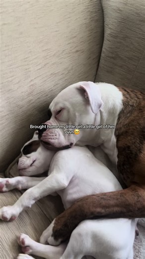 My girls🩷#boxerdog #americanbulldog #DogsOfTikTok