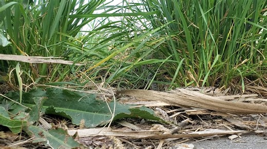 33K views · 490 reactions | WATCH: Gopher snake emerges from the tall...