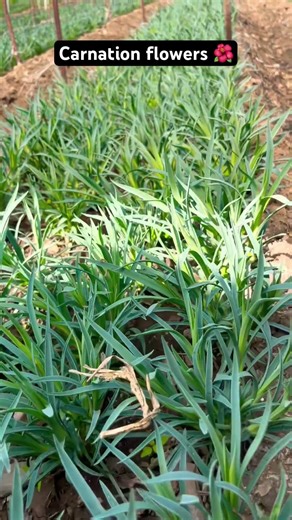 66 Days Mein Itna Growth! Carnation Plant