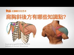 人体解剖学2022｜艺术解剖｜怎么画人体｜肩胸结构背部有哪些关键知识点？