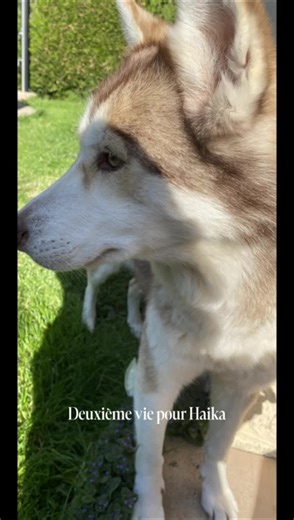 Sauver un husky maltraité : urgence et cagnotte