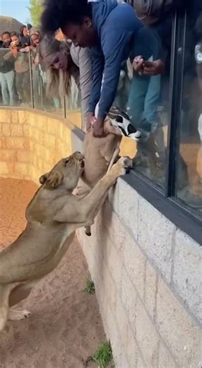 Lion vs. Antelope: Dramatic Zoo Encounter! 🦁 #Lion #Antelope #ZooLife