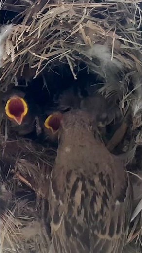 Sparrow mother feeding babies in nest