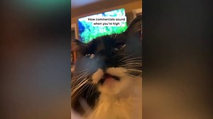 Funny cat eats weed effect LOL