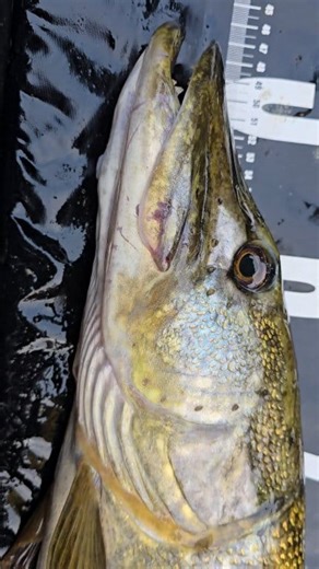 Pike fishing fun #fishing #pike #Perfect | Dannys Angling Blog