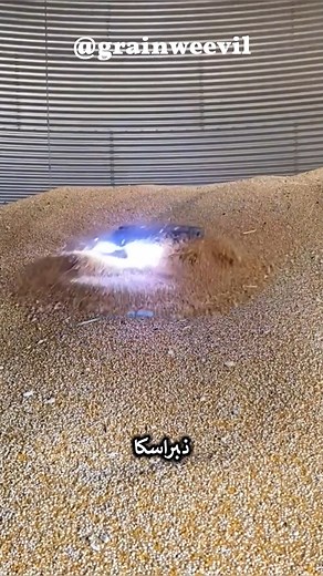 707K views · 2.6K reactions | grain weevil | Questions before bedtime | Facebook