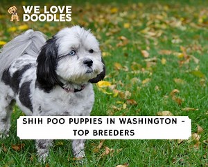 Shih Poo Puppies in Washington: Top 4 Breeders! - We Love Doodles