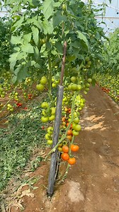 109K views · 2.5K reactions | Tomato  farming #agriculture #tips #garden #farming #fblifestyle | JUMOH Han | Facebook