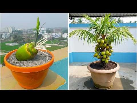 scover how to grow coconut plant at home | Simple gardening hack
