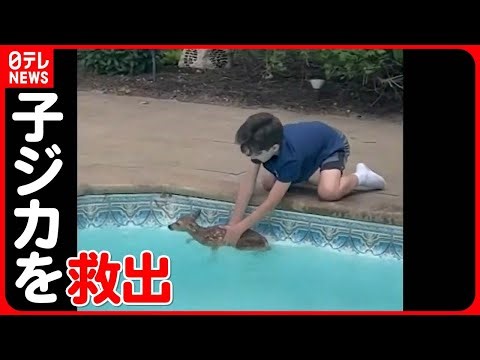 【12歳少年の救出劇】子ジカがプールに転落「持つのも触るのも初めて」
