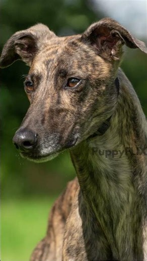 TOP 10 INDIAN DOG BREEDS