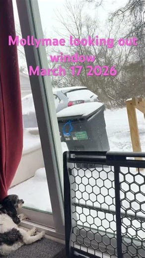 Mollymae looking out window.